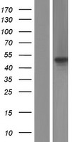 SDE2 / C1orf55 Protein - Western validation with an anti-DDK antibody * L: Control HEK293 lysate R: Over-expression lysate
