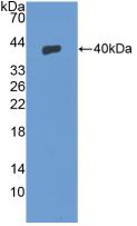 SDF1 / CXCL12 Protein - Active Stromal Cell Derived Factor 1 (SDF1) by WB
