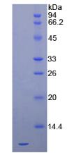 SDF1 / CXCL12 Protein - Active Stromal Cell Derived Factor 1 (SDF1) by SDS-PAGE