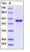 SDF1 / CXCL12 Protein