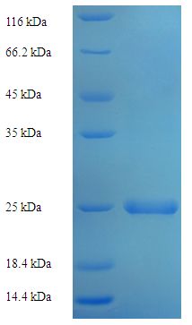 SDF2 Protein