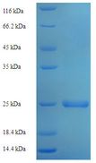 SDF2 Protein