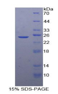SDF2 Protein - Recombinant Stromal Cell Derived Factor 2 By SDS-PAGE