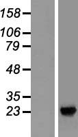 SDF2L1 Protein - Western validation with an anti-DDK antibody * L: Control HEK293 lysate R: Over-expression lysate