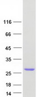SDF2L1 Protein - Purified recombinant protein SDF2L1 was analyzed by SDS-PAGE gel and Coomassie Blue Staining