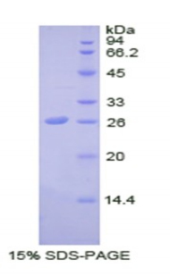 SDF4 Protein - Recombinant Stromal Cell Derived Factor 4 By SDS-PAGE