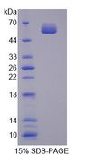 SDSL / Serine Dehydratase-Like Protein - Recombinant L-Threonine Dehydrogenase By SDS-PAGE