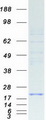 SEC11C Protein - Purified recombinant protein SEC11C was analyzed by SDS-PAGE gel and Coomassie Blue Staining