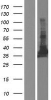 SEC13 Protein - Western validation with an anti-DDK antibody * L: Control HEK293 lysate R: Over-expression lysate