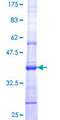 SEC13 Protein - 12.5% SDS-PAGE Stained with Coomassie Blue.