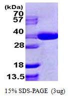 SEC13 Protein