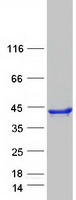 SEC13 Protein - Purified recombinant protein SEC13 was analyzed by SDS-PAGE gel and Coomassie Blue Staining