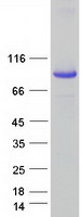 SEC14L1 Protein - Purified recombinant protein SEC14L1 was analyzed by SDS-PAGE gel and Coomassie Blue Staining