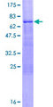 SEC14L2 Protein - 12.5% SDS-PAGE of human SEC14L2 stained with Coomassie Blue
