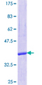 SEC14L2 Protein - 12.5% SDS-PAGE Stained with Coomassie Blue.