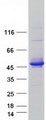 SEC14L2 Protein - Purified recombinant protein SEC14L2 was analyzed by SDS-PAGE gel and Coomassie Blue Staining