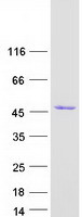 SEC14L3 Protein - Purified recombinant protein SEC14L3 was analyzed by SDS-PAGE gel and Coomassie Blue Staining