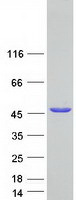 SEC14L4 Protein - Purified recombinant protein SEC14L4 was analyzed by SDS-PAGE gel and Coomassie Blue Staining