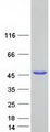 SEC14L4 Protein - Purified recombinant protein SEC14L4 was analyzed by SDS-PAGE gel and Coomassie Blue Staining