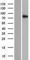 SEC14L5 Protein - Western validation with an anti-DDK antibody * L: Control HEK293 lysate R: Over-expression lysate
