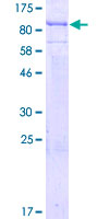 SEC16B Protein - 12.5% SDS-PAGE of human SEC16B stained with Coomassie Blue