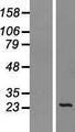 SEC22B Protein - Western validation with an anti-DDK antibody * L: Control HEK293 lysate R: Over-expression lysate