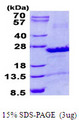 SEC22B Protein