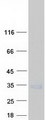 SEC22L2 / SEC22A Protein - Purified recombinant protein SEC22A was analyzed by SDS-PAGE gel and Coomassie Blue Staining