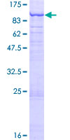SEC23A / COP II Protein - 12.5% SDS-PAGE of human SEC23A stained with Coomassie Blue