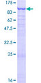 SEC23A / COP II Protein - 12.5% SDS-PAGE of human SEC23A stained with Coomassie Blue