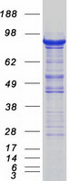 SEC23A / COP II Protein - Purified recombinant protein SEC23A was analyzed by SDS-PAGE gel and Coomassie Blue Staining