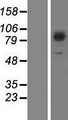 SEC23B Protein - Western validation with an anti-DDK antibody * L: Control HEK293 lysate R: Over-expression lysate