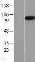 SEC23B Protein - Western validation with an anti-DDK antibody * L: Control HEK293 lysate R: Over-expression lysate