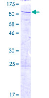 SEC23B Protein - 12.5% SDS-PAGE of human SEC23B stained with Coomassie Blue