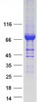 SEC23B Protein - Purified recombinant protein SEC23B was analyzed by SDS-PAGE gel and Coomassie Blue Staining