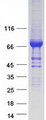 SEC23B Protein - Purified recombinant protein SEC23B was analyzed by SDS-PAGE gel and Coomassie Blue Staining