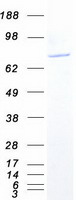 SEC23B Protein - Purified recombinant protein SEC23B was analyzed by SDS-PAGE gel and Coomassie Blue Staining