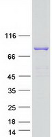 SEC23B Protein - Purified recombinant protein SEC23B was analyzed by SDS-PAGE gel and Coomassie Blue Staining