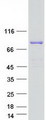 SEC23B Protein - Purified recombinant protein SEC23B was analyzed by SDS-PAGE gel and Coomassie Blue Staining