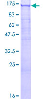 SEC23IP / p125 Protein - 12.5% SDS-PAGE of human SEC23IP stained with Coomassie Blue