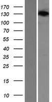 SEC24B Protein - Western validation with an anti-DDK antibody * L: Control HEK293 lysate R: Over-expression lysate