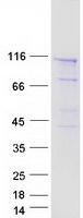 SEC24C Protein - Purified recombinant protein SEC24C was analyzed by SDS-PAGE gel and Coomassie Blue Staining