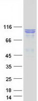 SEC24D Protein - Purified recombinant protein SEC24D was analyzed by SDS-PAGE gel and Coomassie Blue Staining