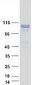 SEC24D Protein - Purified recombinant protein SEC24D was analyzed by SDS-PAGE gel and Coomassie Blue Staining