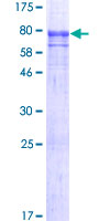 SEC31A / HSPC275 Protein - 12.5% SDS-PAGE of human SEC31A stained with Coomassie Blue