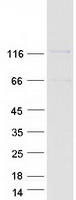 SEC31A / HSPC275 Protein - Purified recombinant protein SEC31A was analyzed by SDS-PAGE gel and Coomassie Blue Staining