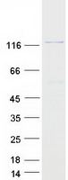 SEC31B Protein - Purified recombinant protein SEC31B was analyzed by SDS-PAGE gel and Coomassie Blue Staining