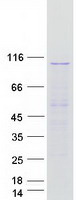 SEC63 Protein - Purified recombinant protein SEC63 was analyzed by SDS-PAGE gel and Coomassie Blue Staining