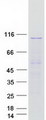 SEC63 Protein - Purified recombinant protein SEC63 was analyzed by SDS-PAGE gel and Coomassie Blue Staining