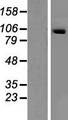 SECISBP2 / SBP2 Protein - Western validation with an anti-DDK antibody * L: Control HEK293 lysate R: Over-expression lysate
